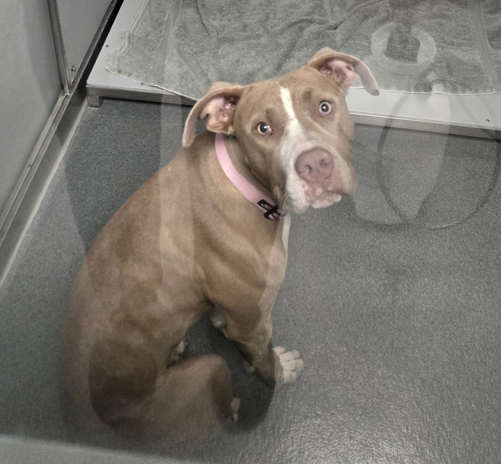 DA 33 Rebecca, Pit Bull Terrier