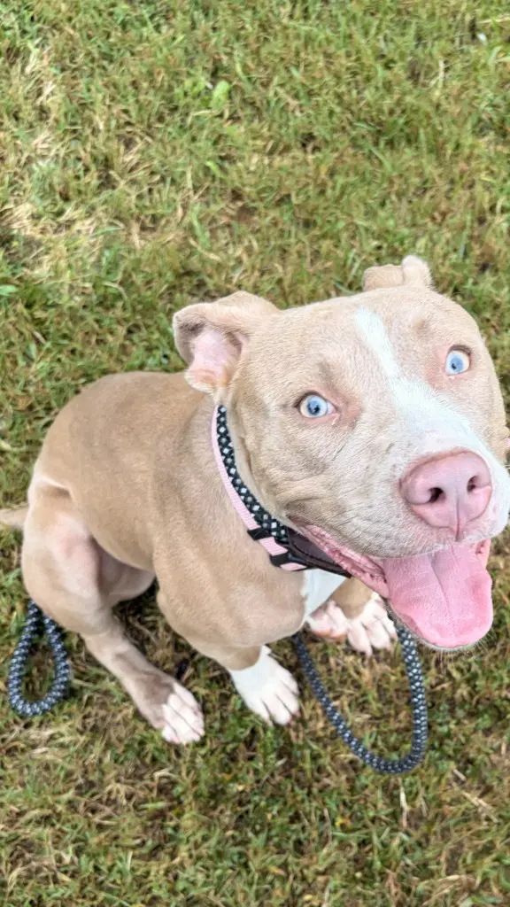 Da  Rebecca - Pit Bull Terrier