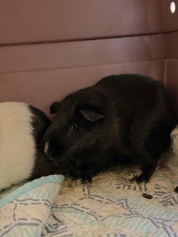 CA Franky, a guinea pig for adoption from Henrico Police Animal Shelter