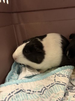 CA Swanky, a guinea pig for adoption from Henrico Police Animal Shelter