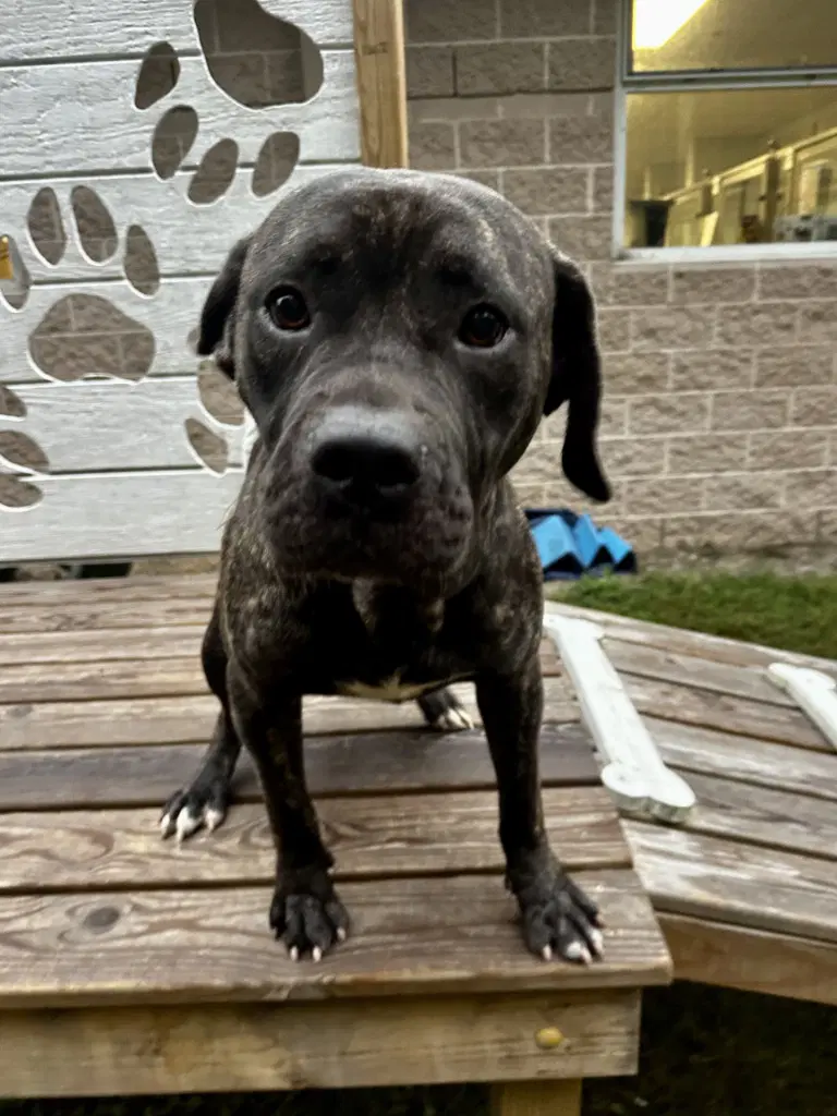Da  Sonny - Mastiff