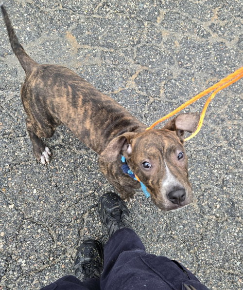 PR 49 Lambo, a dog for adoption from Henrico Police Animal Shelter