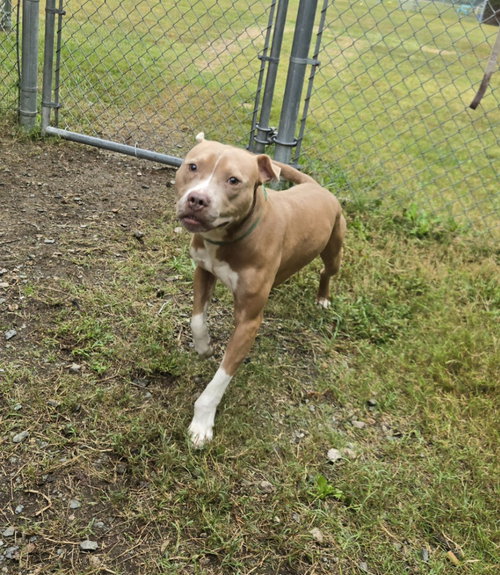 DQ 67 Pinto, a dog for adoption from Henrico Police Animal Shelter
