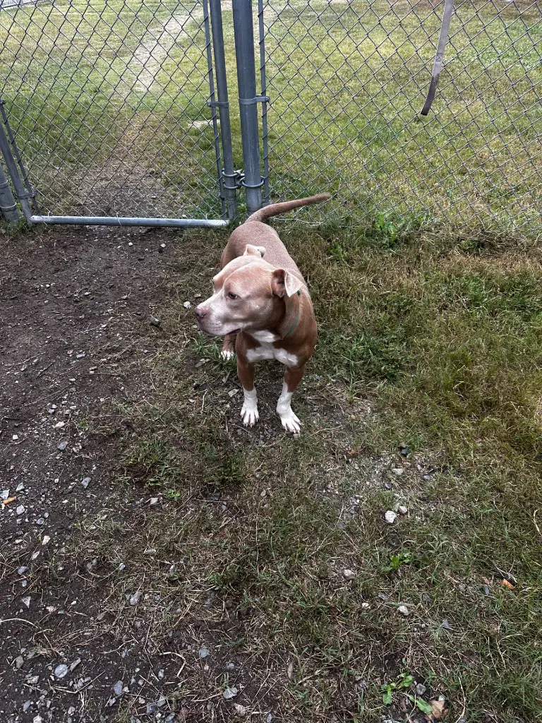 Dq  Pinto image 3