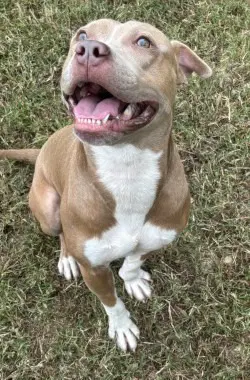 Dq  Pinto - Pit Bull Terrier