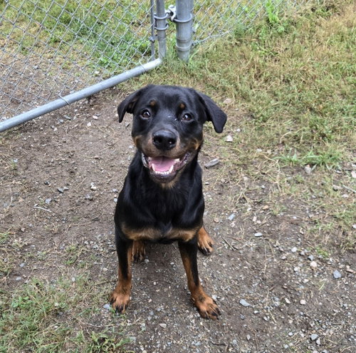 DA 16 Where the wild things are, a dog for adoption from Henrico Police Animal Shelter