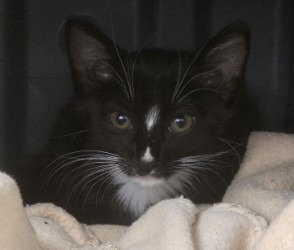 CA 134 Lexy, a cat for adoption from Henrico Police Animal Shelter