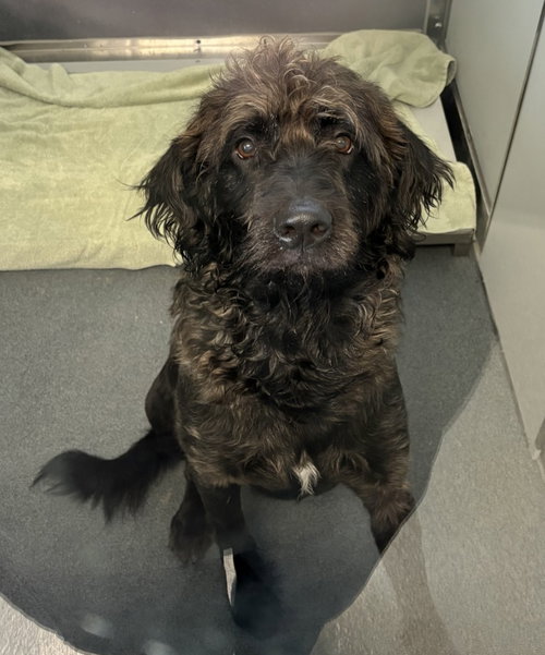 DA 31 Maynard, a dog for adoption from Henrico Police Animal Shelter