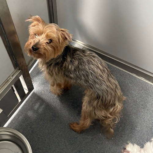 PR 51 Gruby, a dog for adoption from Henrico Police Animal Shelter