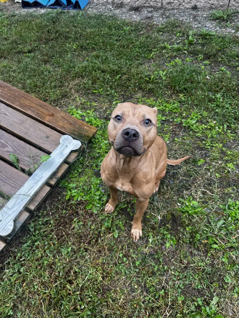 Dq  Salted Caramel - Pit Bull Terrier