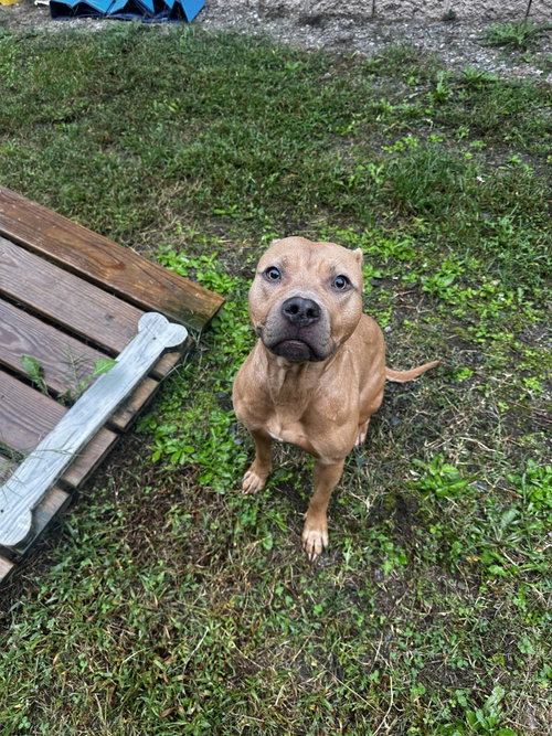 DA 41 Salted caramel, a dog for adoption from Henrico Police Animal Shelter
