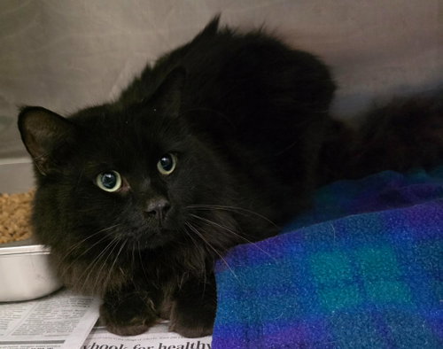 CA 139 Odin, a cat for adoption from Henrico Police Animal Shelter