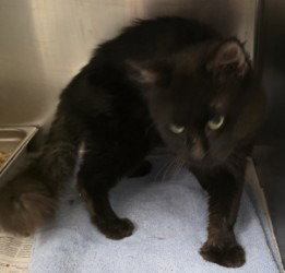 CA 140 Oscar, a cat for adoption from Henrico Police Animal Shelter