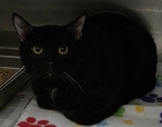CA 122 Omar, a cat for adoption from Henrico Police Animal Shelter