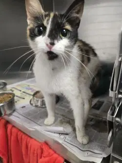 Ca  Penelope - Domestic Short Hair