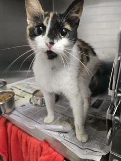 Ca  Penelope