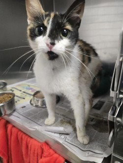CA 119 Penelope, a cat for adoption from Henrico Police Animal Shelter
