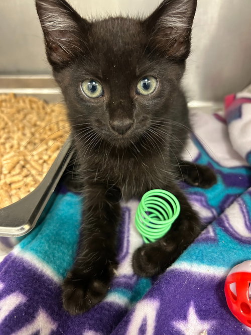 CA 118 Sprout, a cat for adoption from Henrico Police Animal Shelter