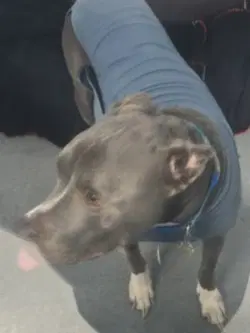 Da  Bug - Pit Bull Terrier