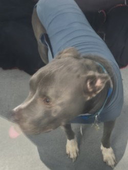 DA 46 Bug, a dog for adoption from Henrico Police Animal Shelter