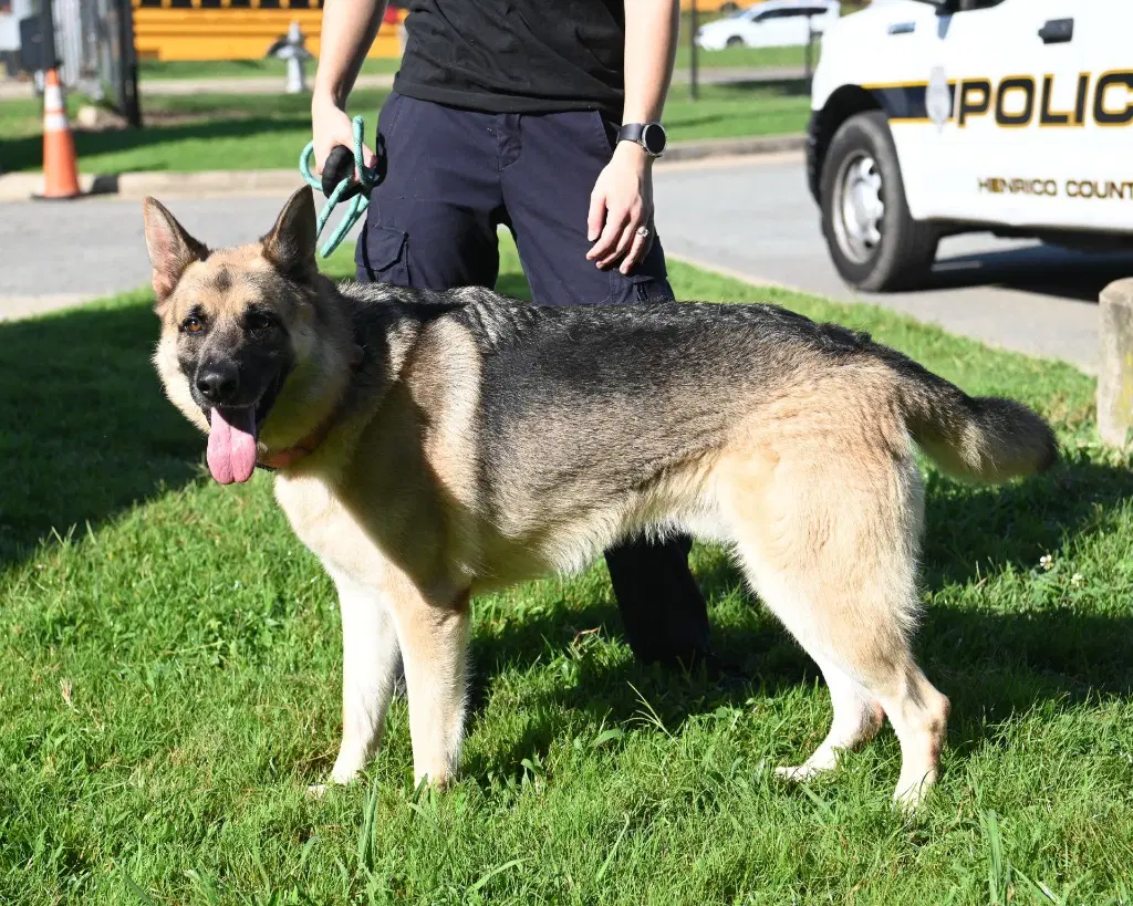 Da  Sarge image 2