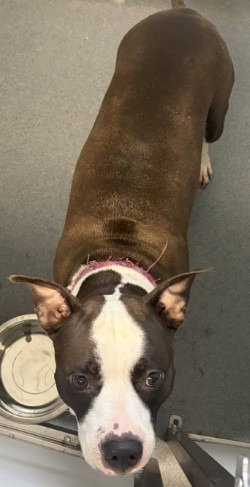 DA 31 Nina, a dog for adoption from Henrico Police Animal Shelter