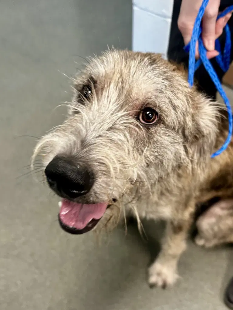 Da  Scarecrow - Irish Wolfhound