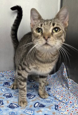 CA 123 Crisco, an adult male cat up for adoption