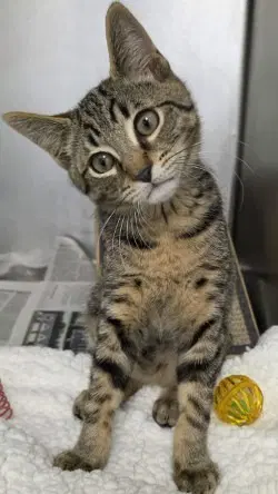 Ca  Ghoul - Domestic Short Hair