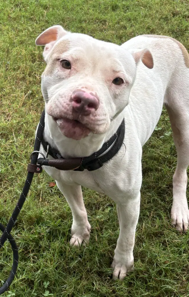 Da  Naomi - Pit Bull Terrier