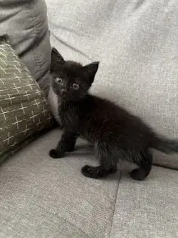 Ca  Sasha Hhs Rrp - Domestic Short Hair