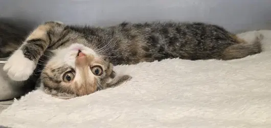 Ca  Battleship - Domestic Short Hair