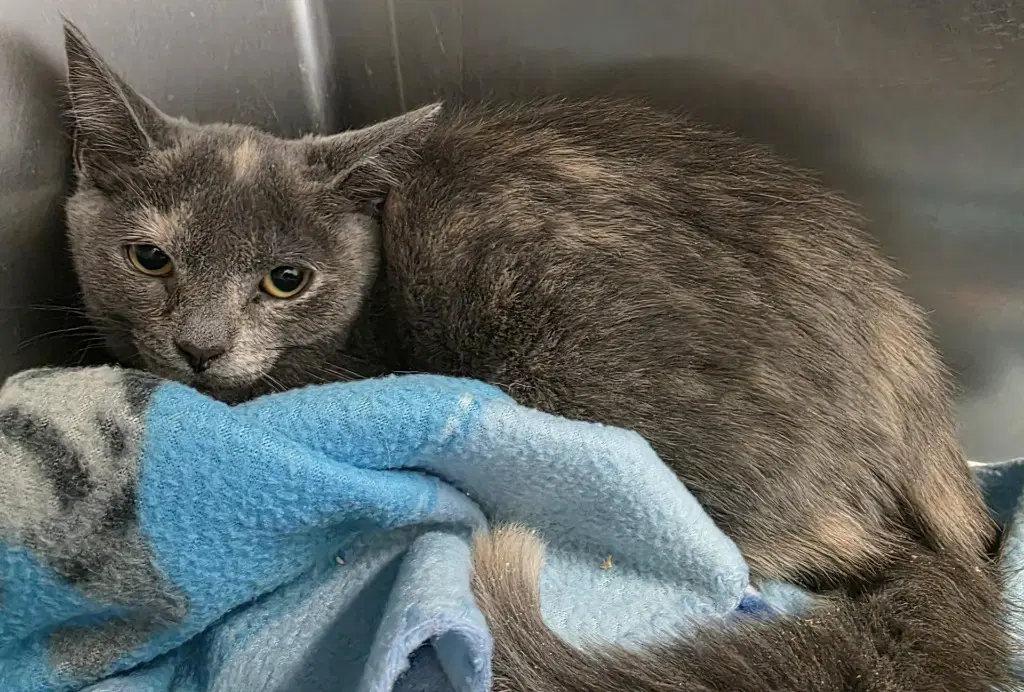 Ca  Glory - Domestic Short Hair