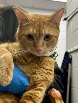 Ca  Aster - Domestic Short Hair