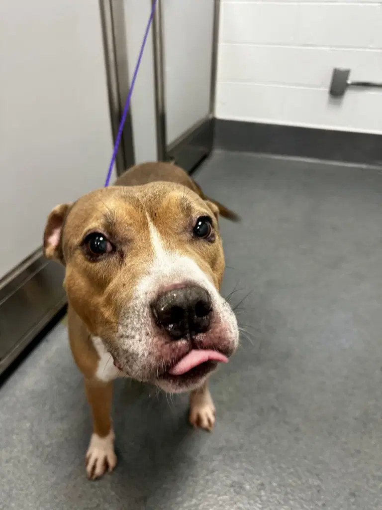 Da  Carver - Pit Bull Terrier