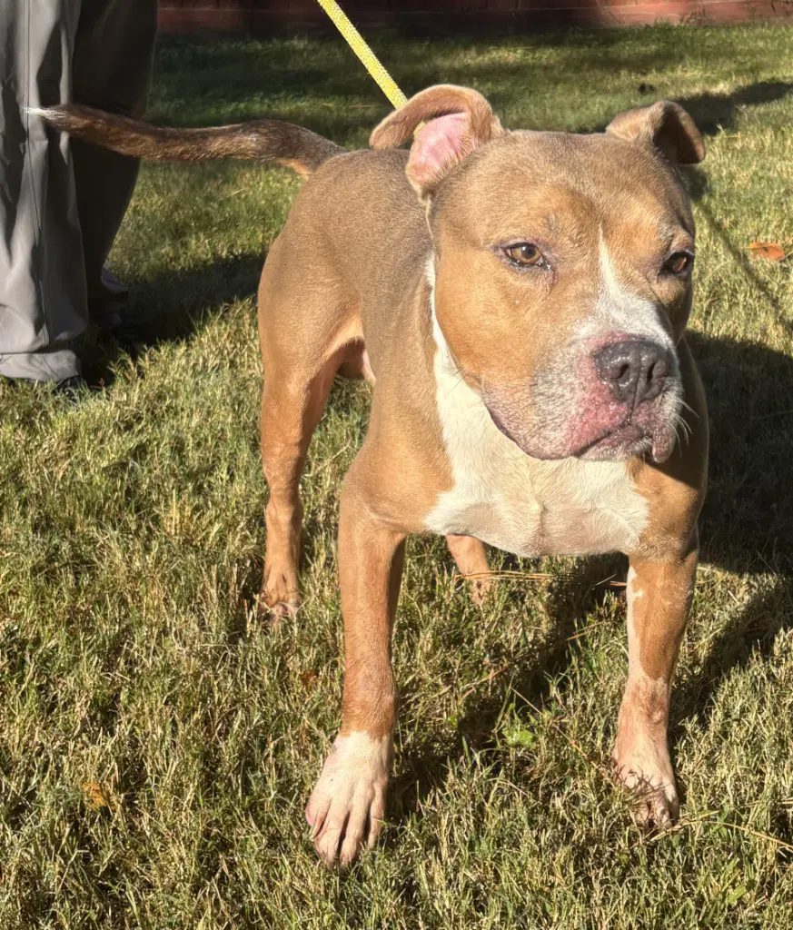 Da  Carver - Pit Bull Terrier