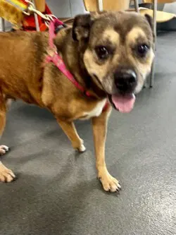 Da  Arugula - Terrier