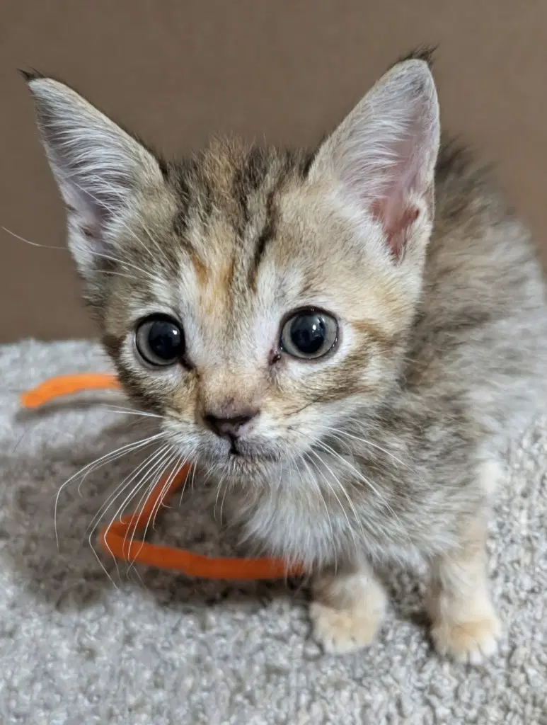Leap Frog - Domestic Short Hair