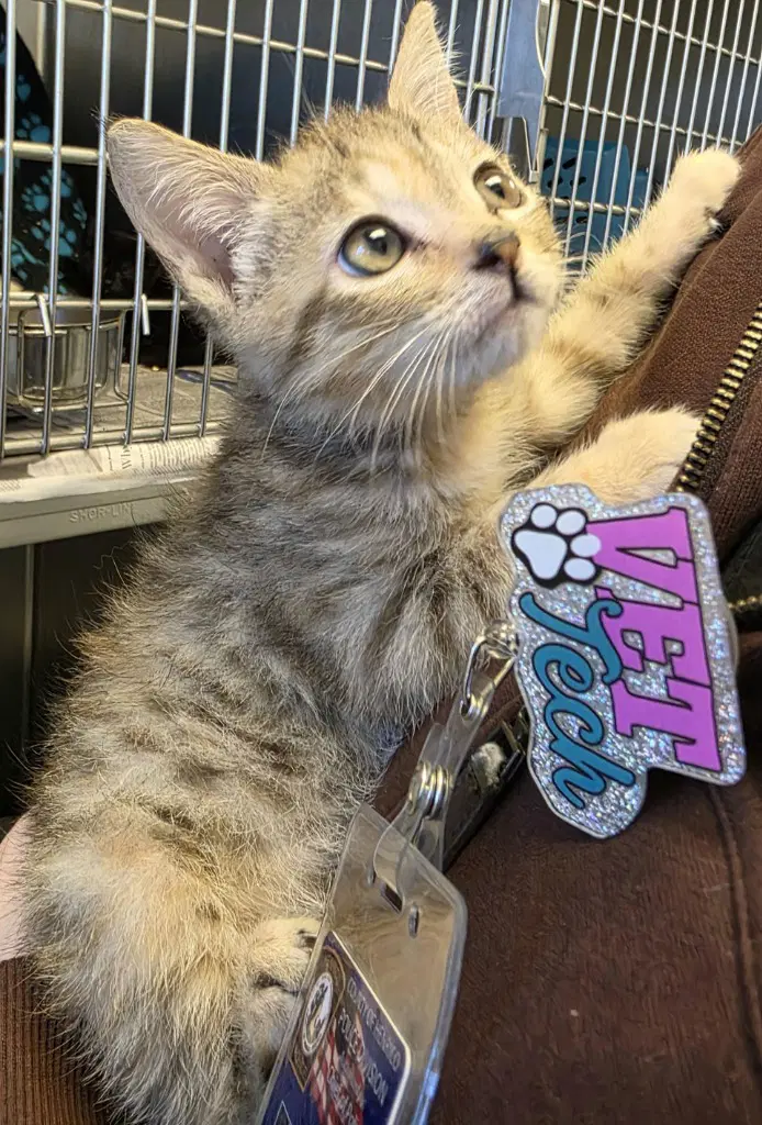 Leap Frog - Domestic Short Hair