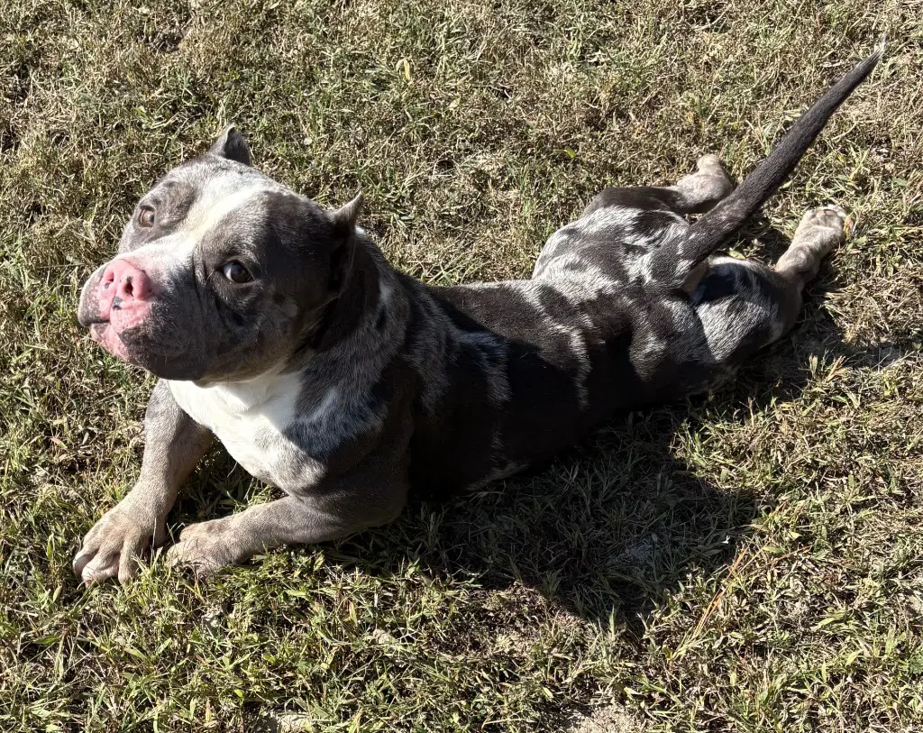 Da  Titan Aka Grey - American Bulldog