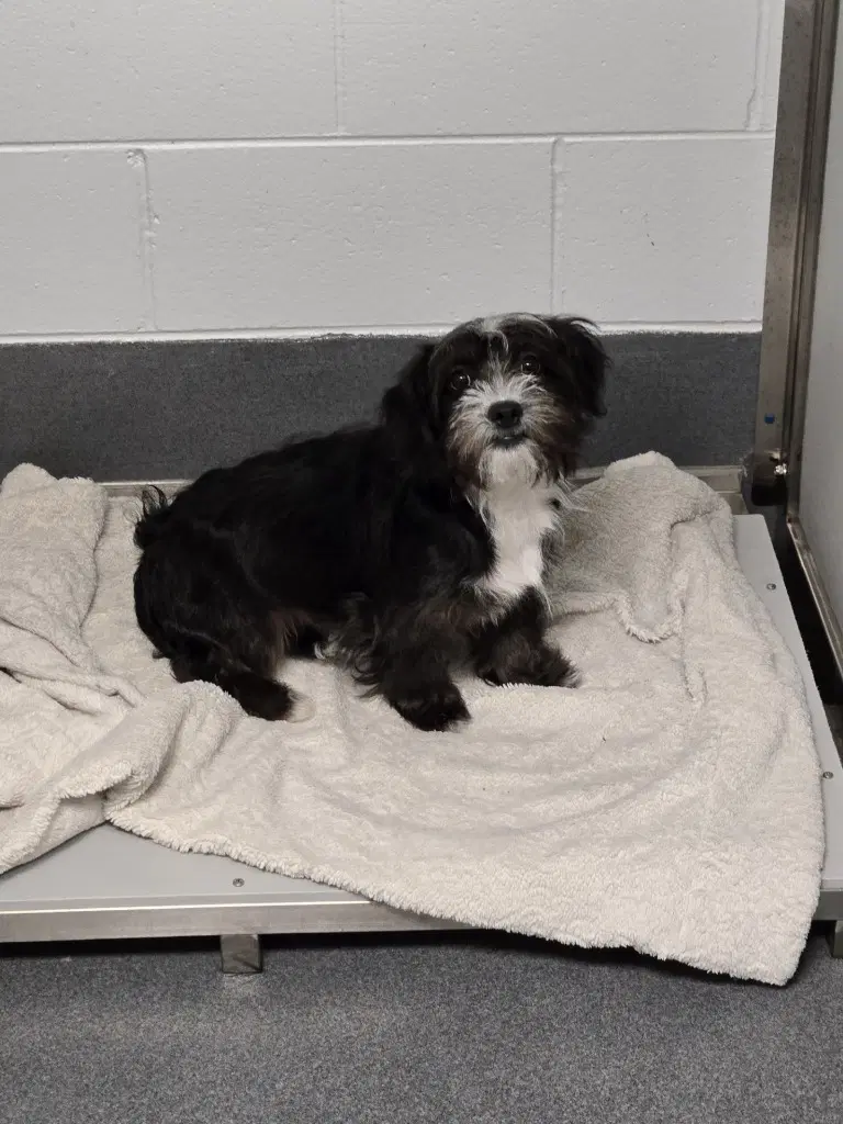 Pr  Damien - Maltese
