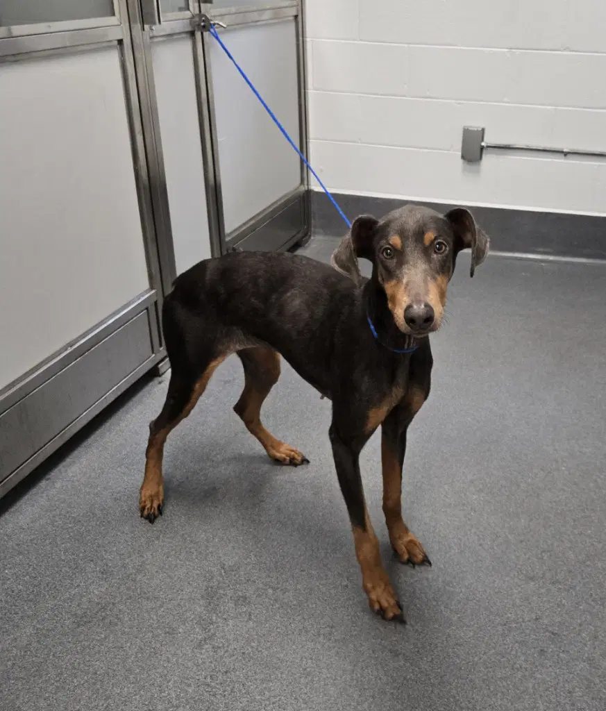 Da  Carrie - Doberman Pinscher