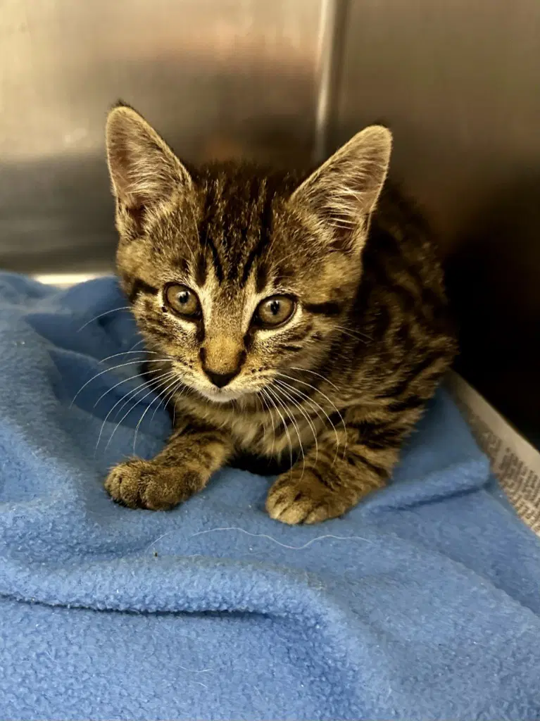 Ca  Raven - Domestic Short Hair