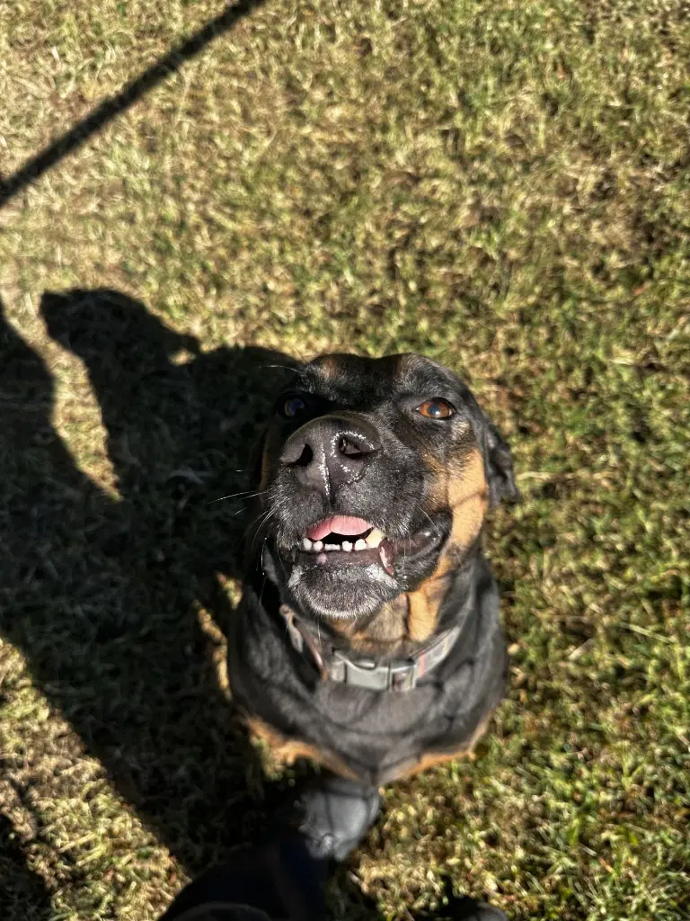 Da  Elsa - Rottweiler