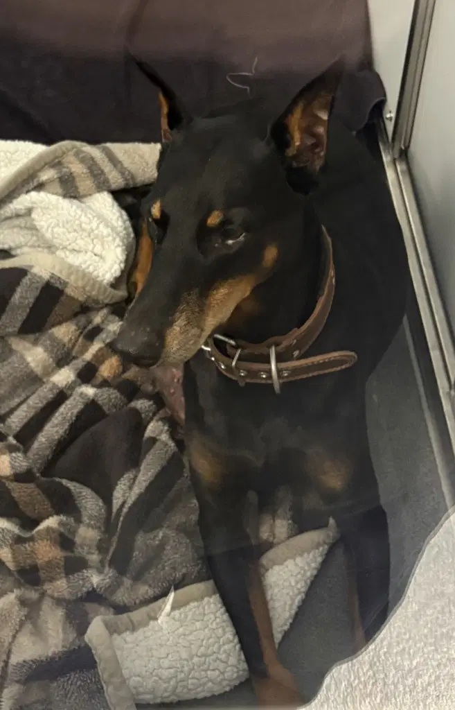 Da  Saadee - Doberman Pinscher