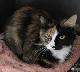 Ca  Harriet - Domestic Long Hair