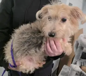 Pr  Dory - Yorkshire Terrier Yorkie
