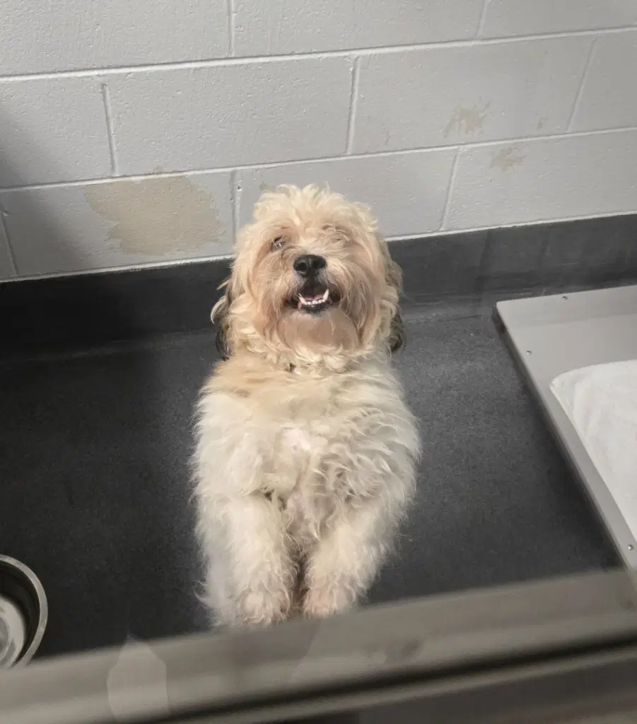 Pr  Sprite - Shih Tzu