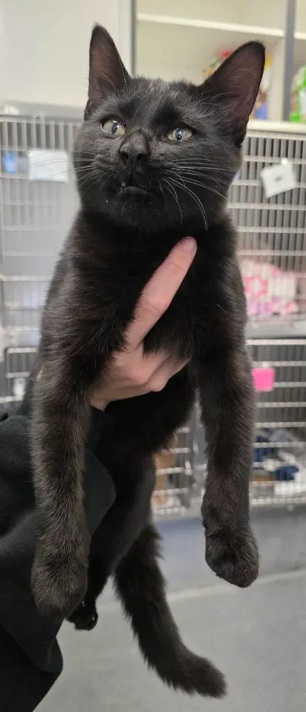Tober - Domestic Short Hair