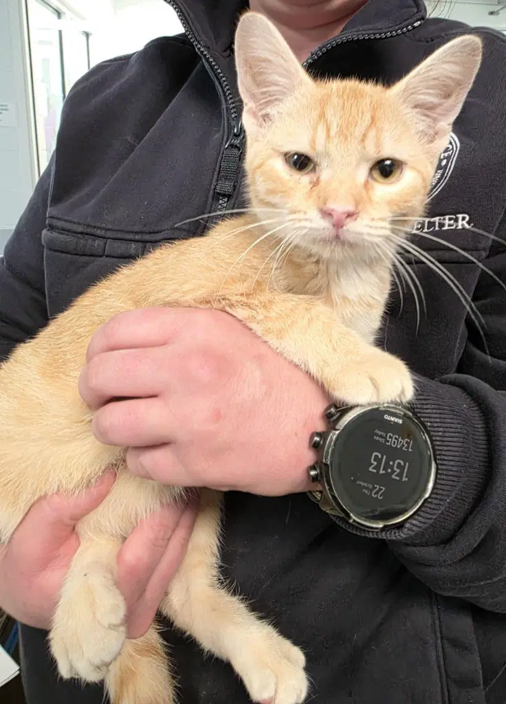 Pumpkin Pie - Domestic Short Hair